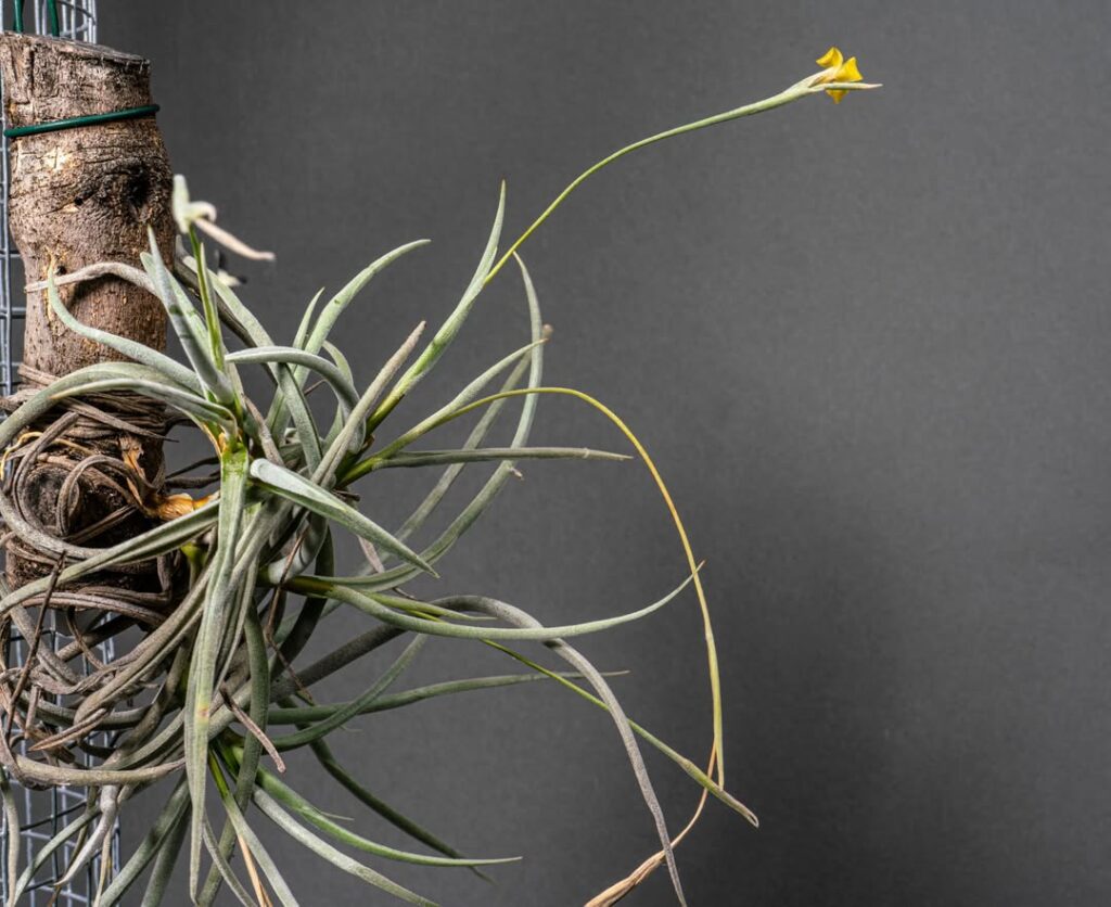 Tillandsia caliginosa
