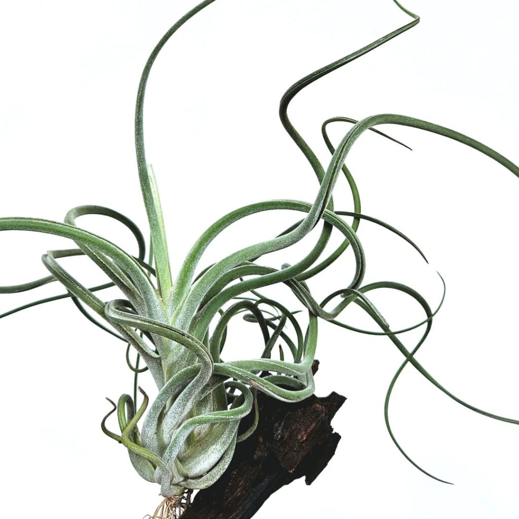 Tillandsia caput medusae