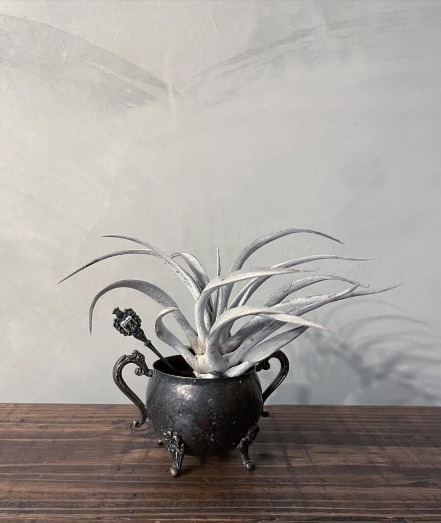 Tillandsia chiapensis