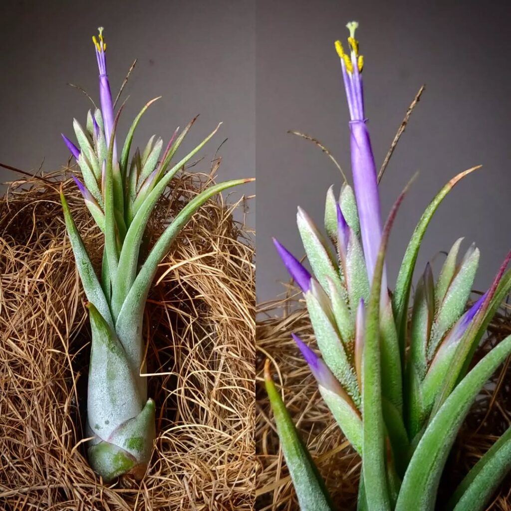 Tillandsia circinata