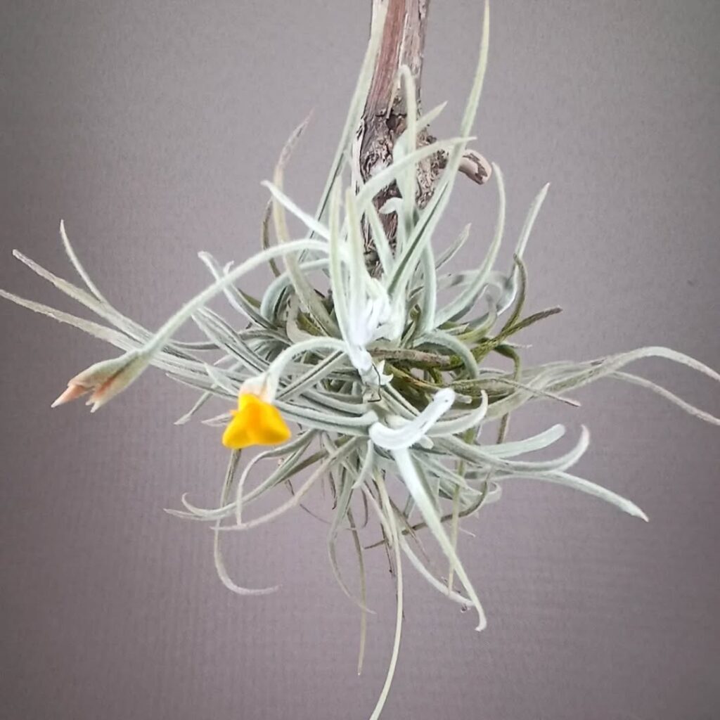 Tillandsia crocata