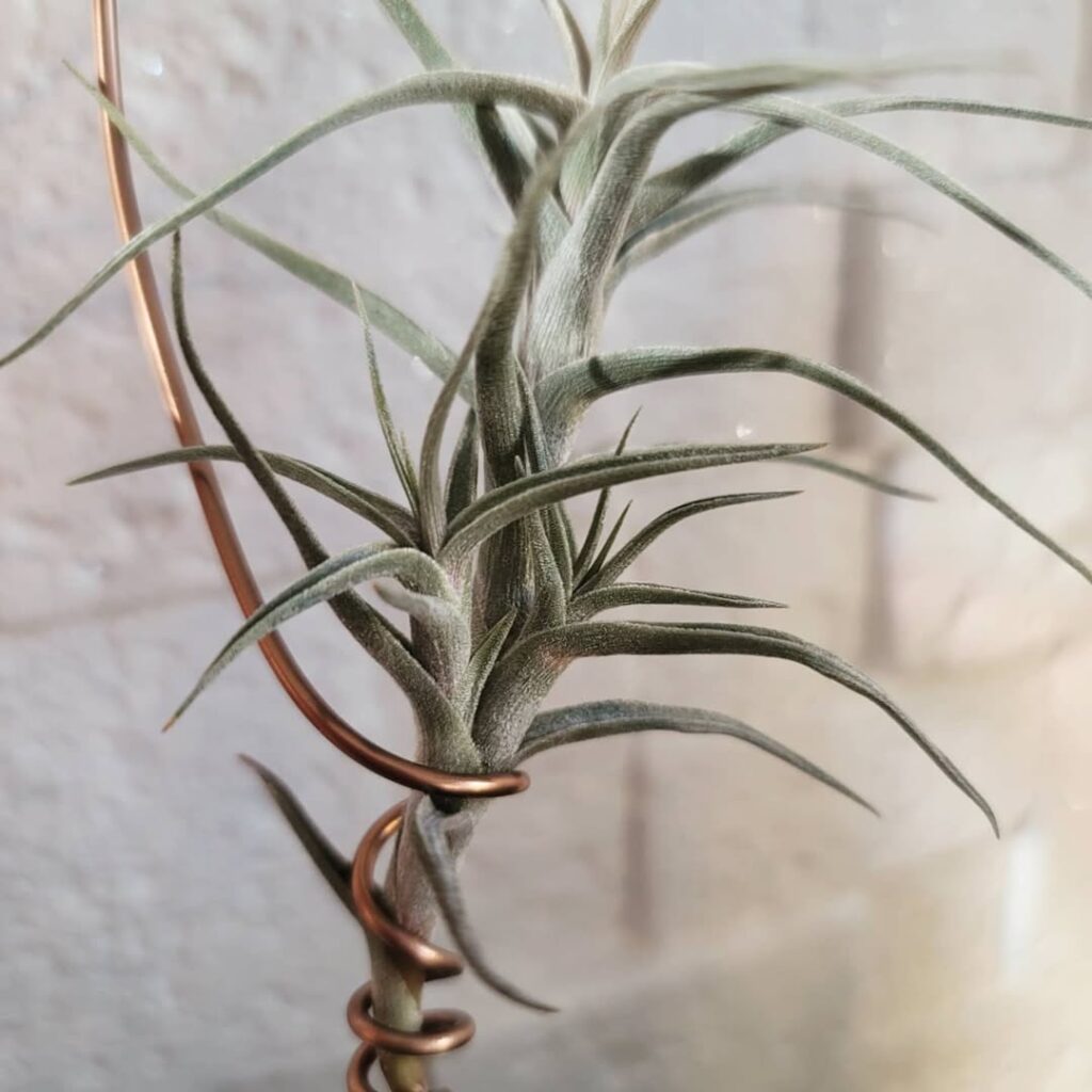 Tillandsia diaguitensis