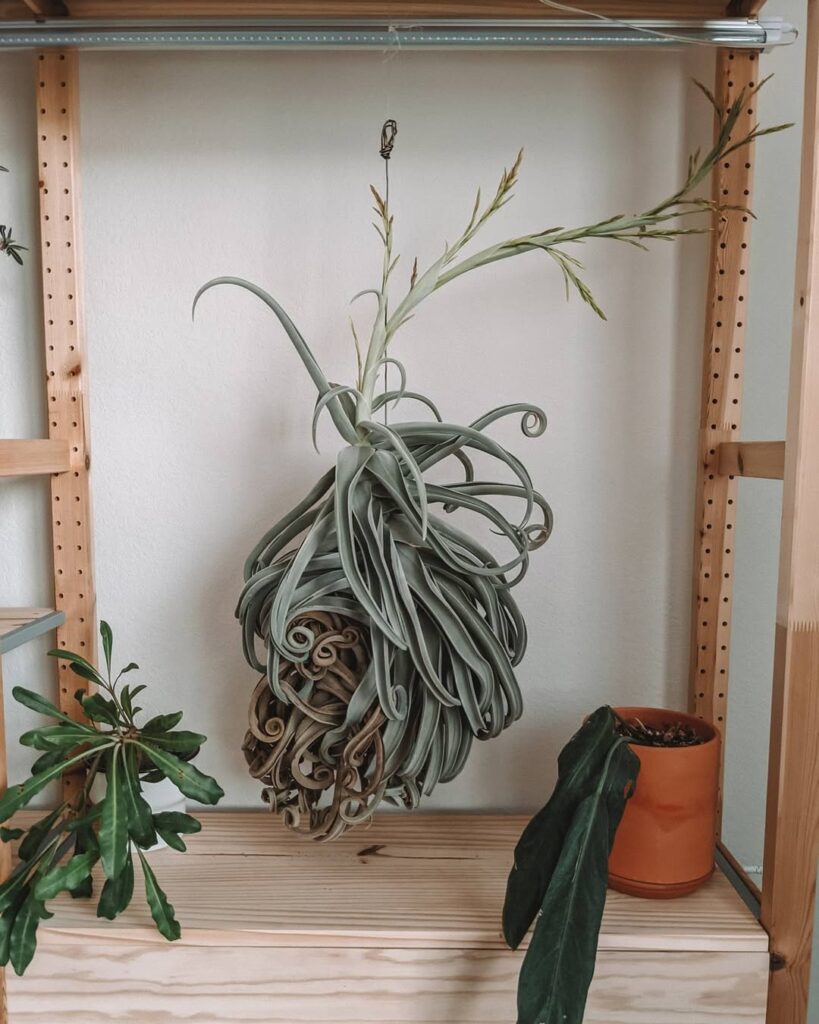 Tillandsia duratii