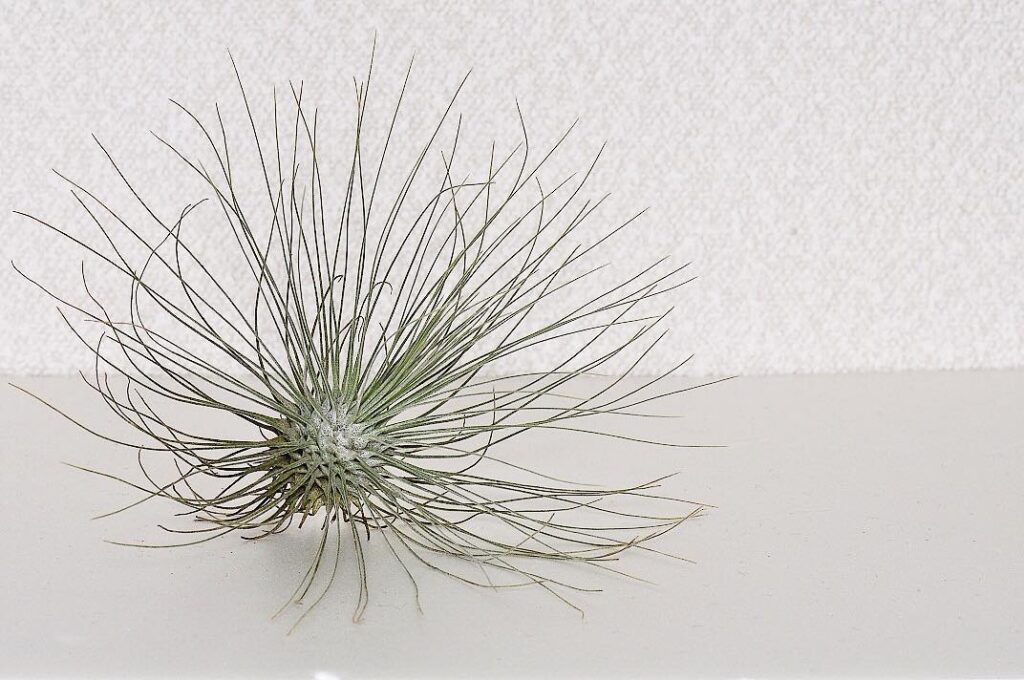Tillandsia fuchsii v. gracilis