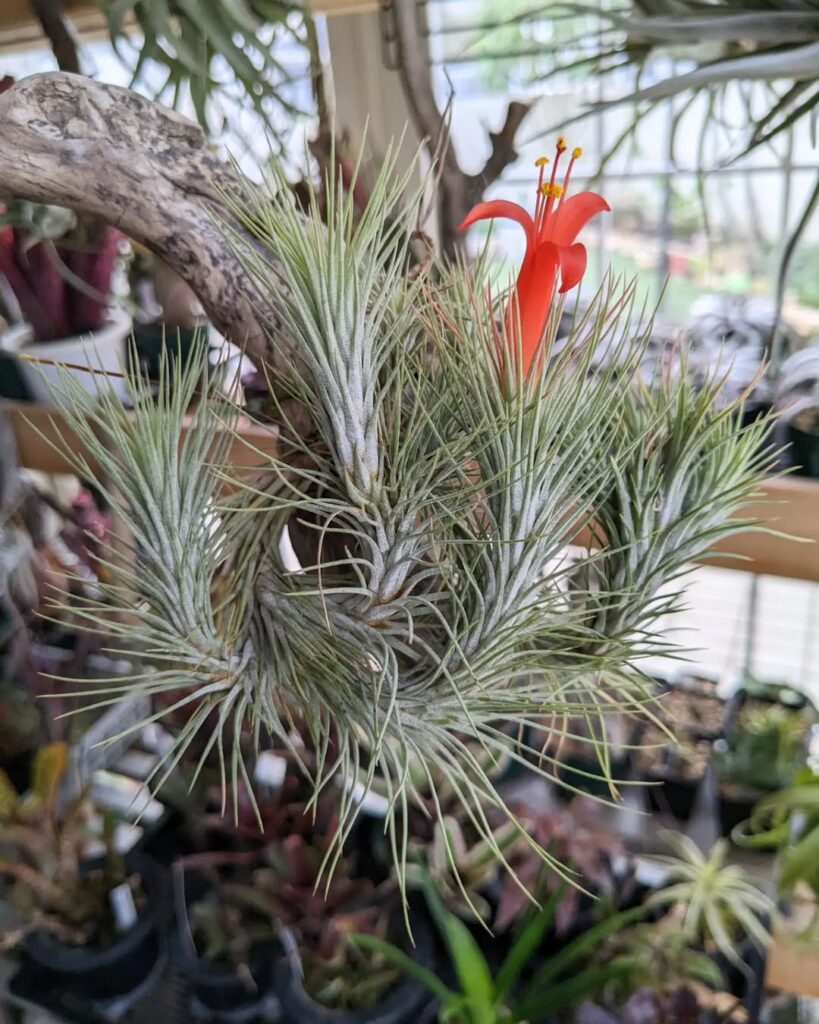 Tillandsia funckiana