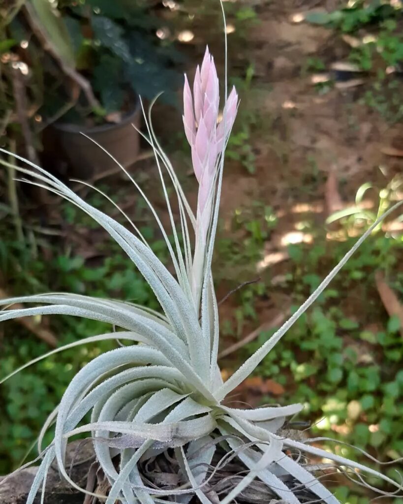 Tillandsia gardneri