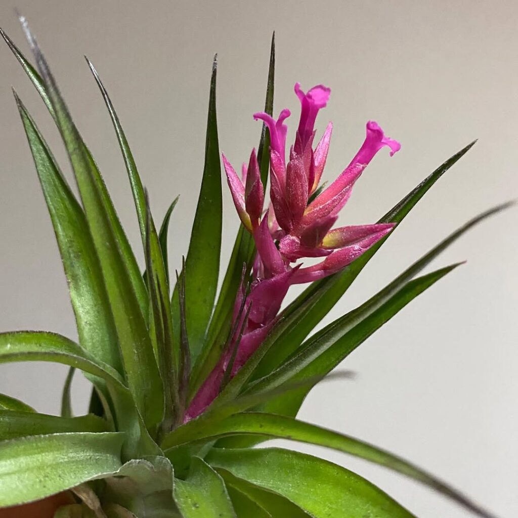 Tillandsia geminiflora