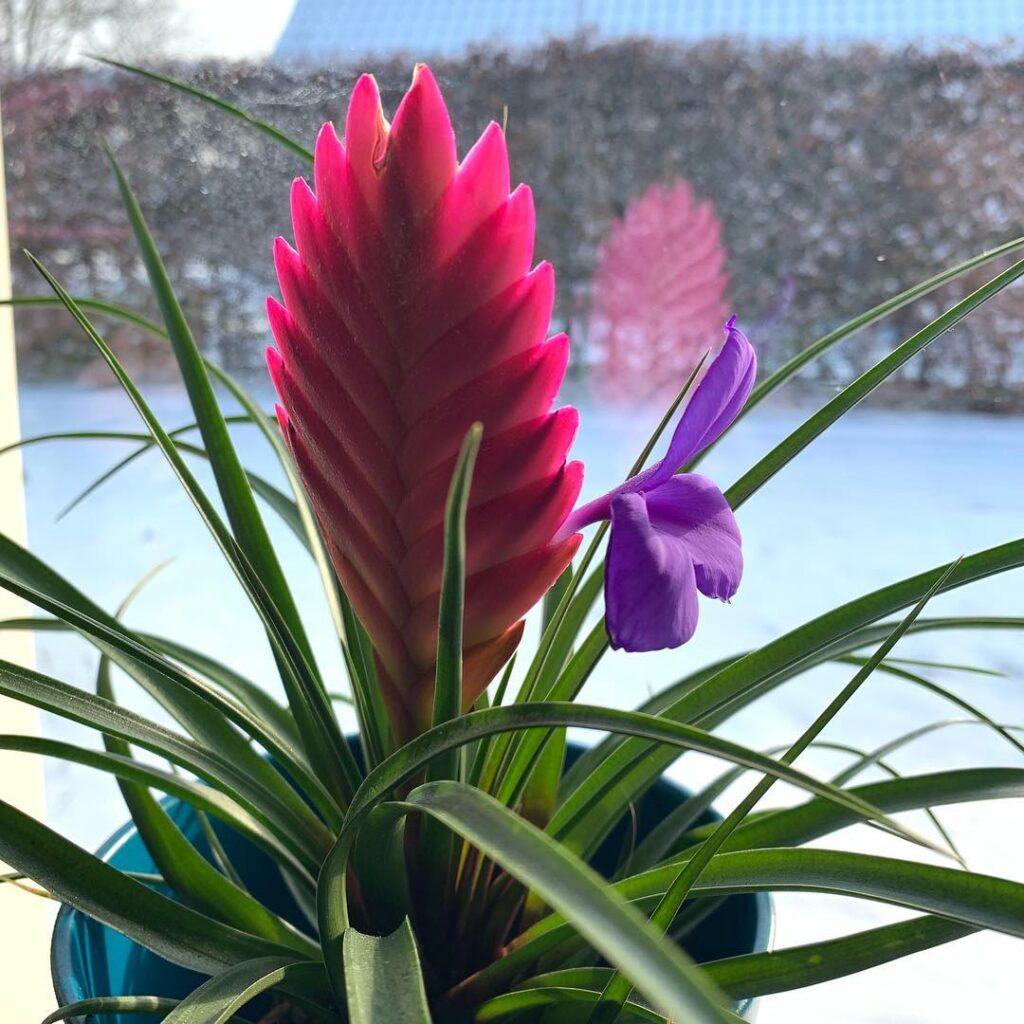 Tillandsia guatemalensis