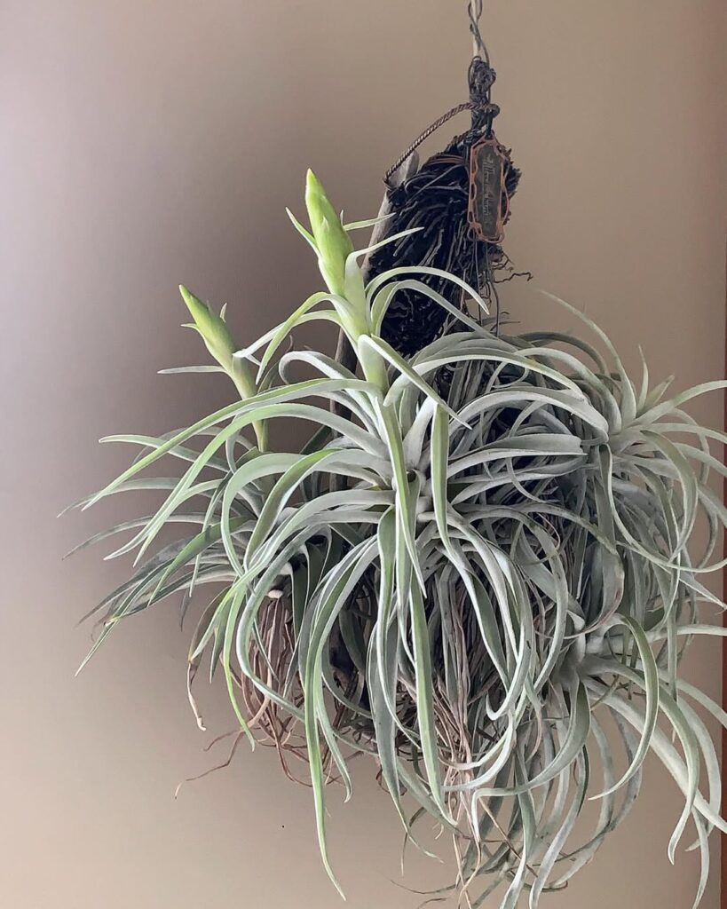 Tillandsia harrisii