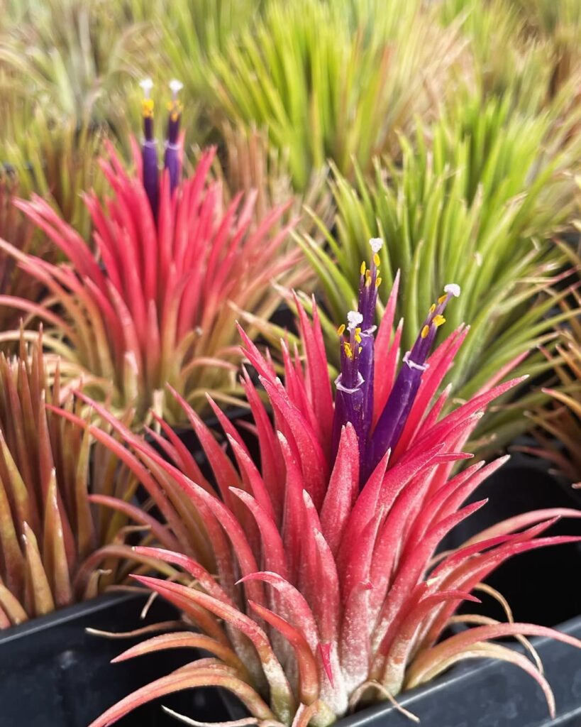 Tillandsia ionantha 1
