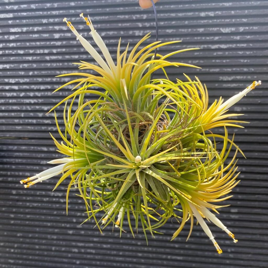 Tillandsia ionantha ‘Druid