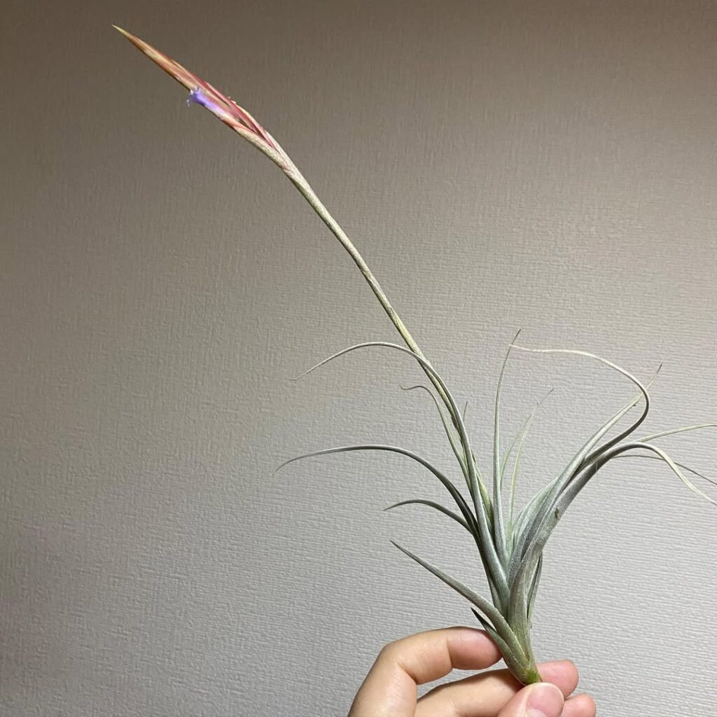 Tillandsia koehresiana
