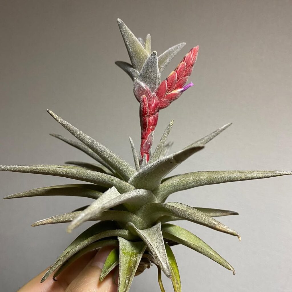 Tillandsia latifolia