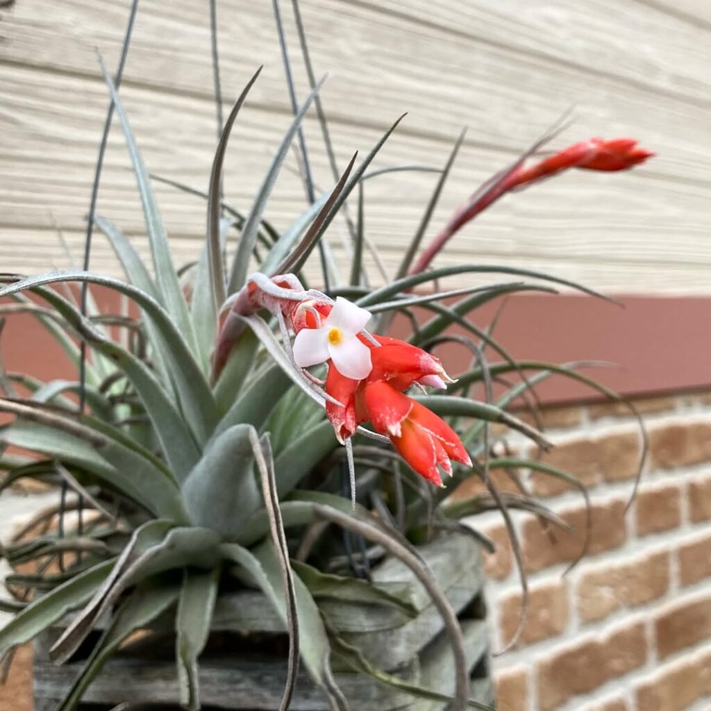Tillandsia leonamiana