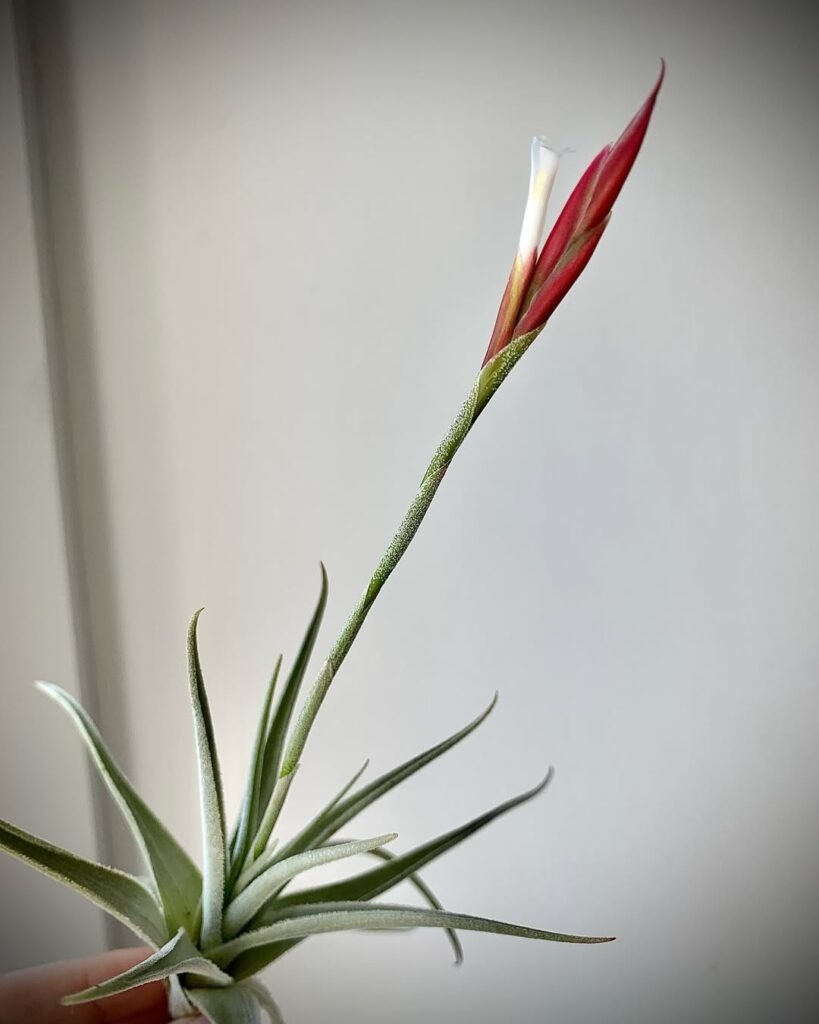 Tillandsia lorentziana