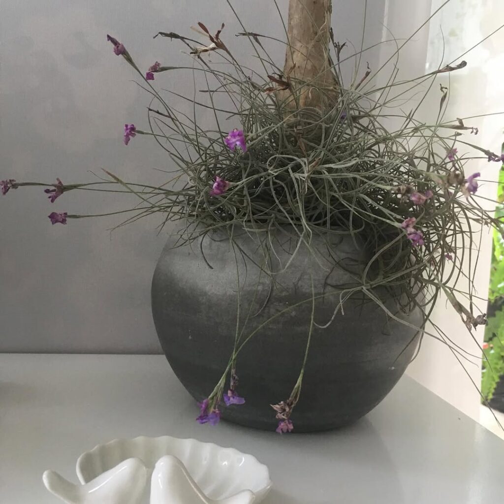 Tillandsia mallemontii