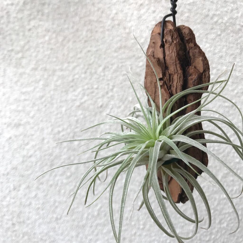 Tillandsia matudae