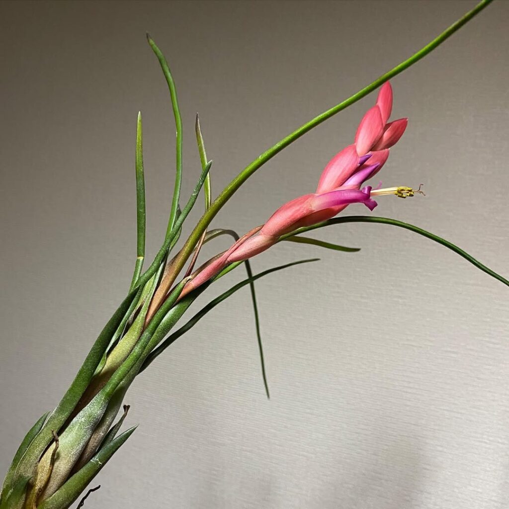 Tillandsia paraensis