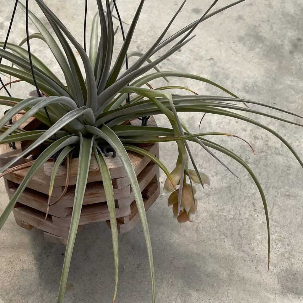 Tillandsia pohliana