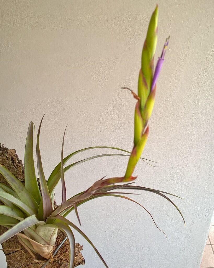 Tillandsia polystachia