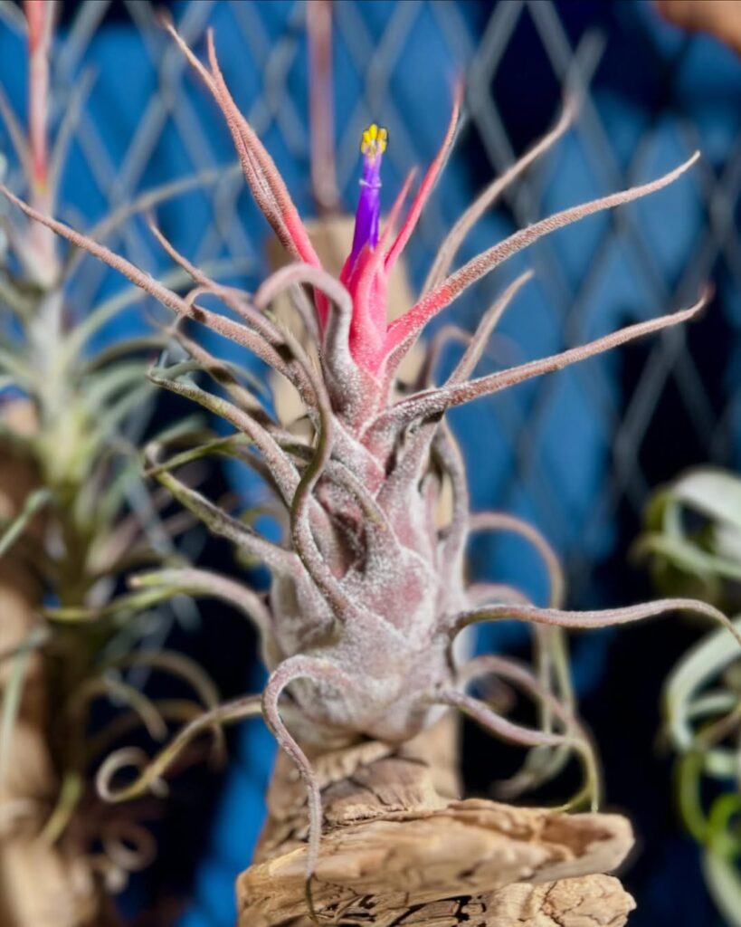 Tillandsia pruinosa