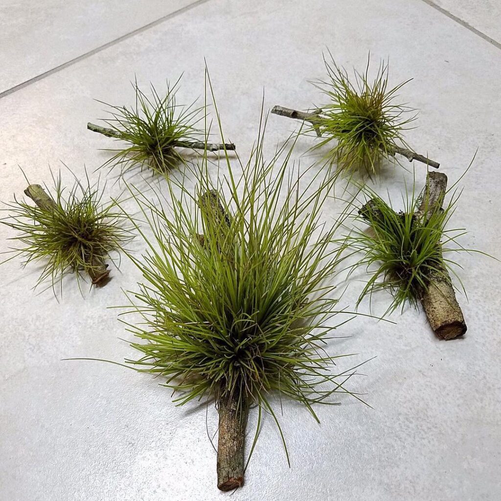Tillandsia recurvata