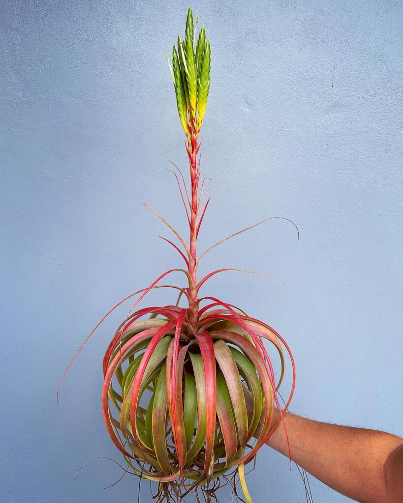 Tillandsia roland gosselinii