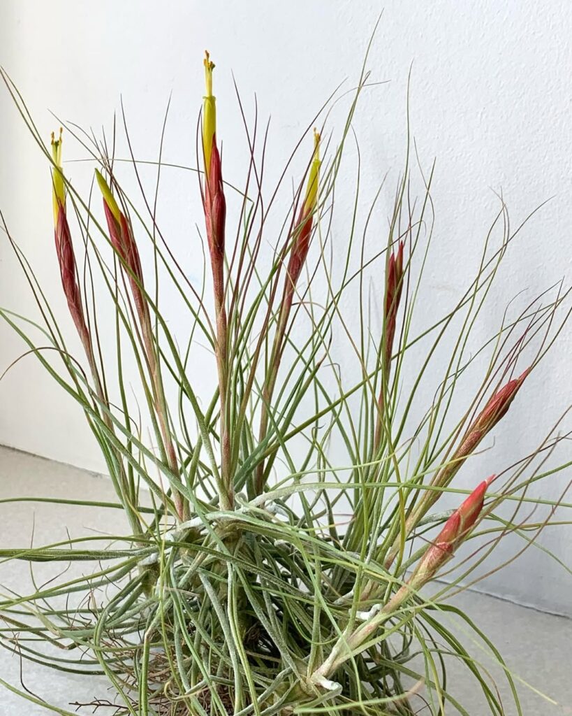 Tillandsia schiedeana