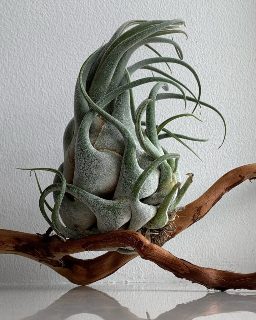 Tillandsia seleriana