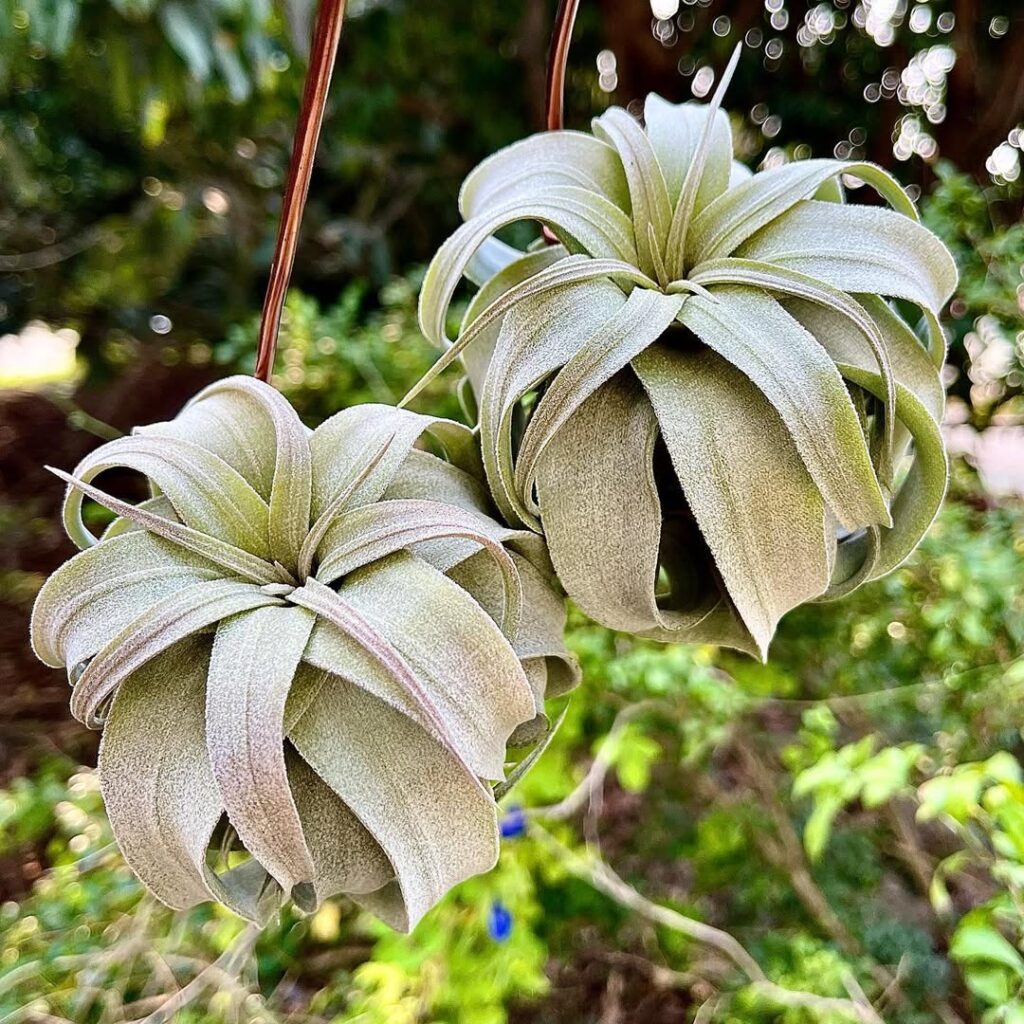 Tillandsia streptophylla