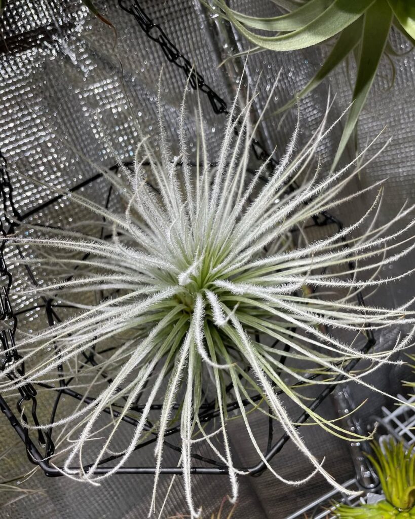 Tillandsia tectorum