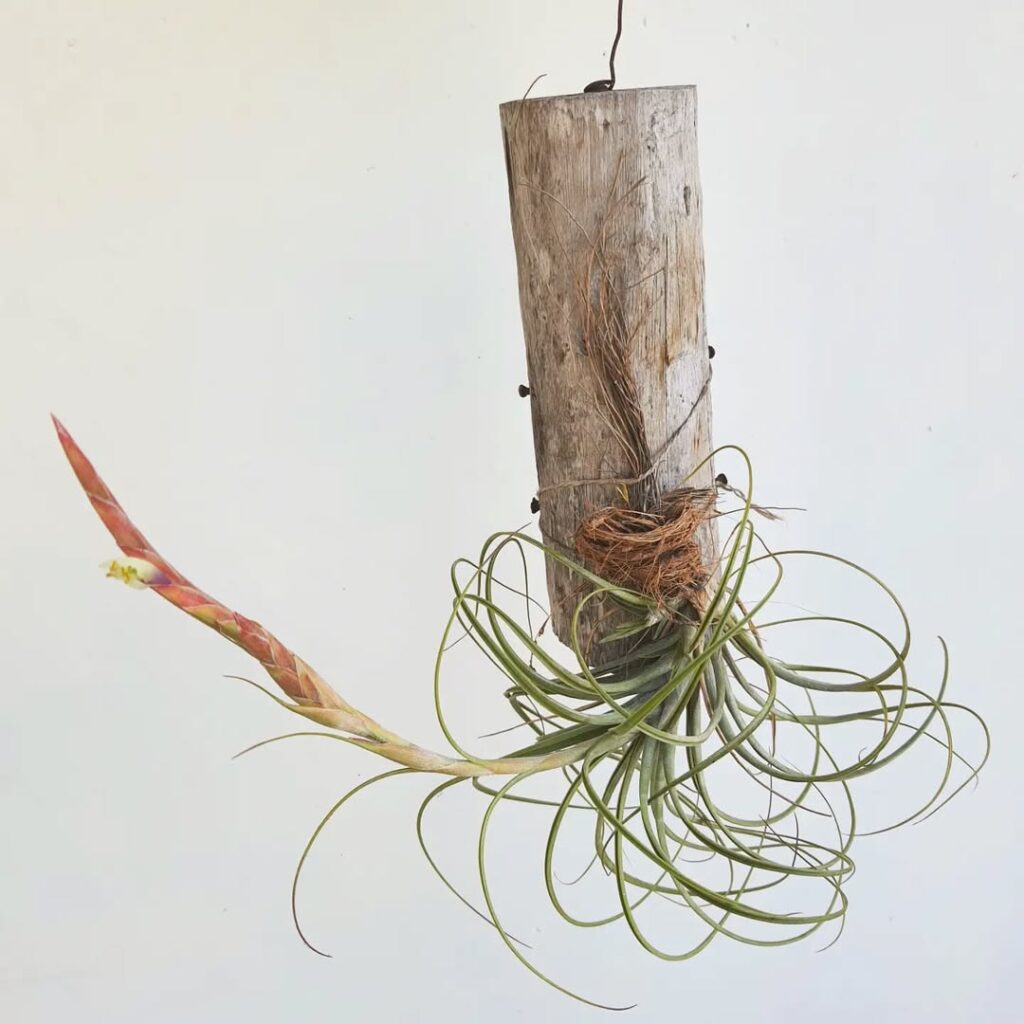 Tillandsia tricolor