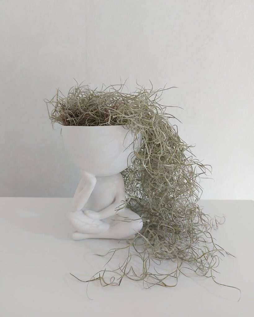 Tillandsia usneoides