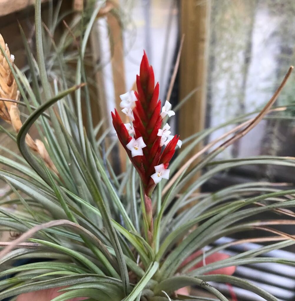 Tillandsia vernicosa