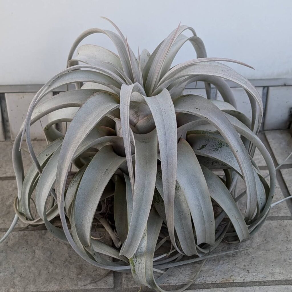 Tillandsia xerographica 1