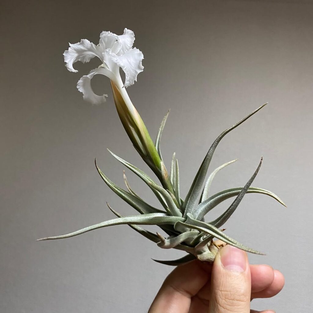Tillandsia xiphioides