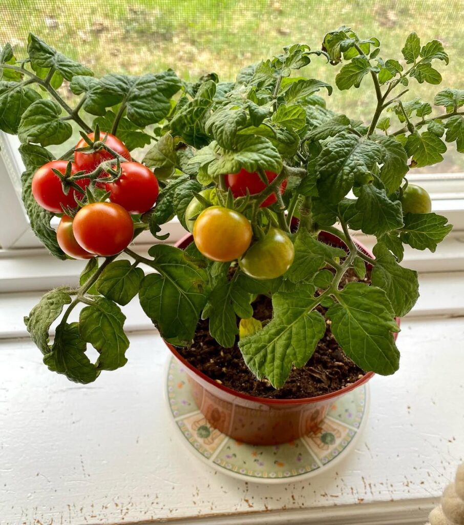 Tiny Tim tomato