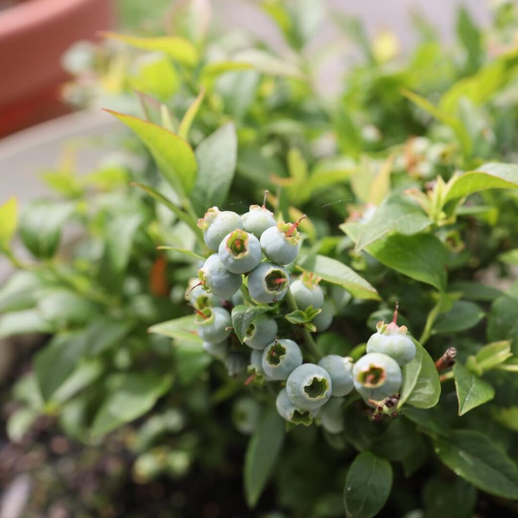 Top Hat blueberry