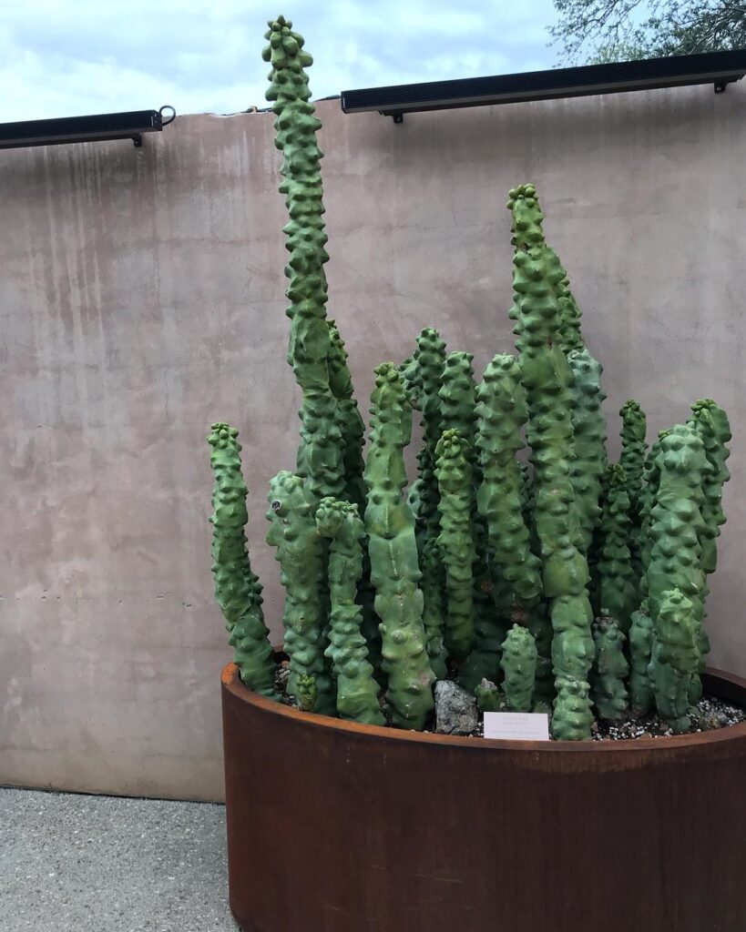 Totem Pole Desert Cactus