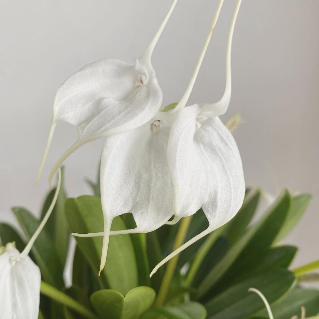 Tovar Masdevallia