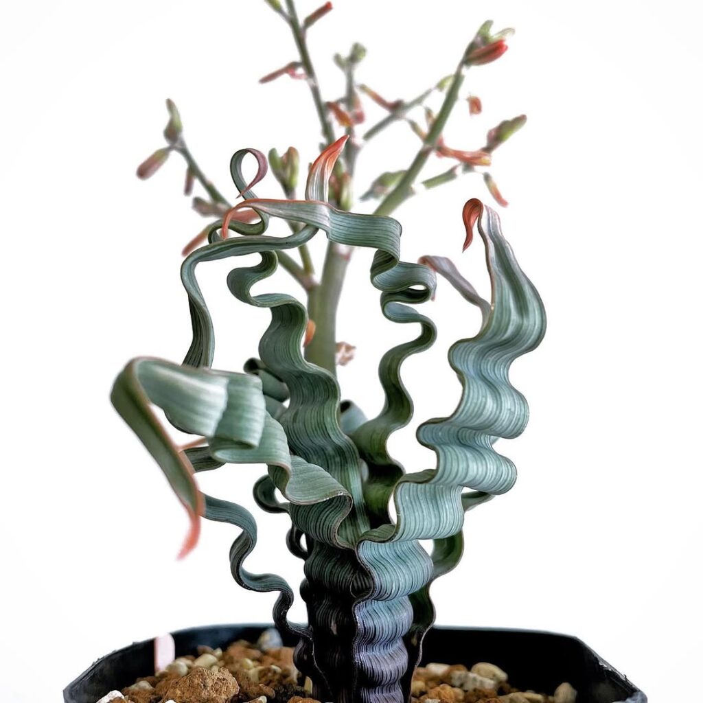 Trachyandra Tortilis