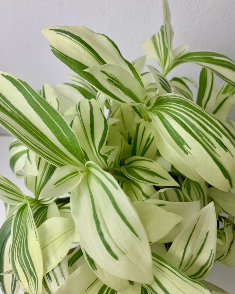 Tradescantia Angel Wings