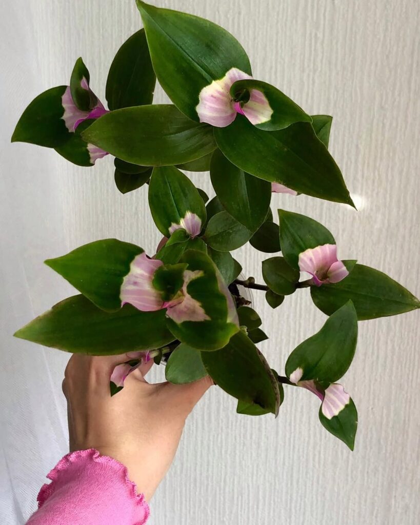 Tradescantia Blushing Bride
