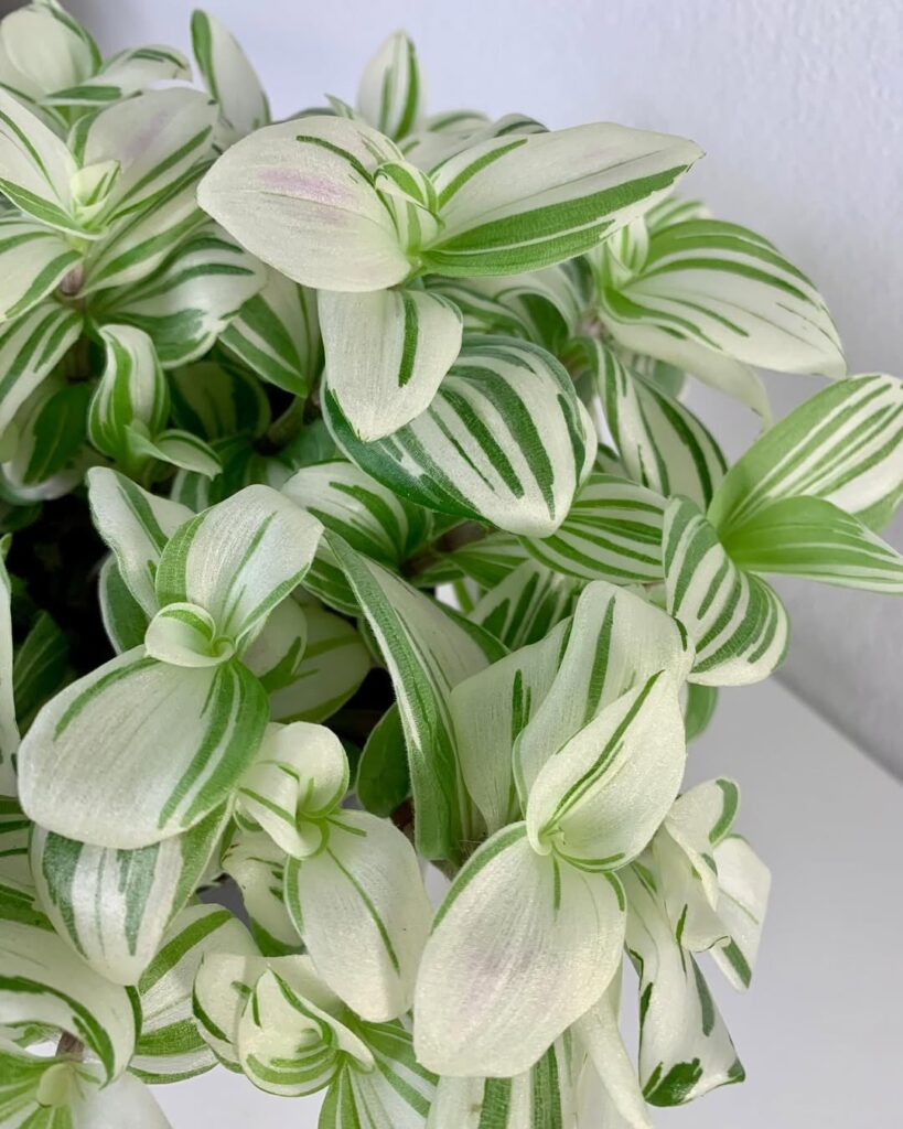 Tradescantia Brightness