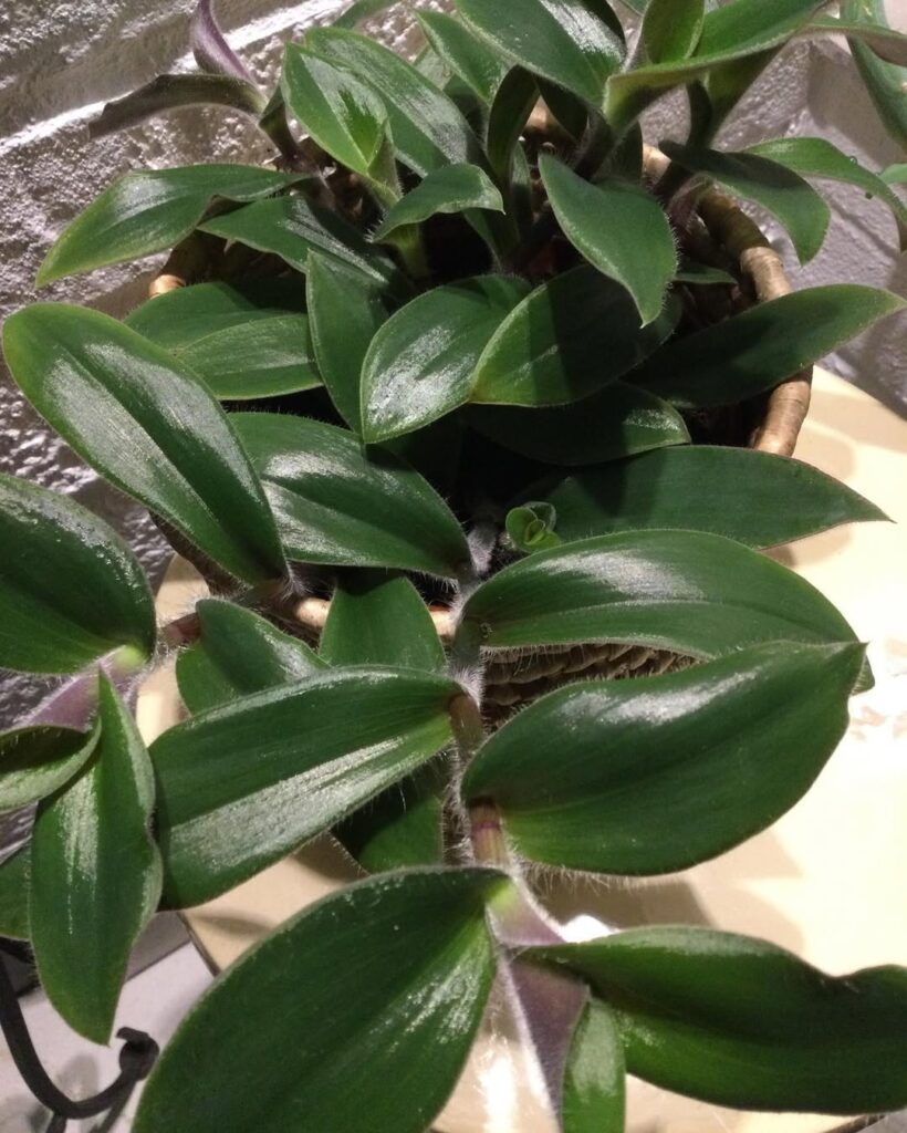 Tradescantia Cerinthoides