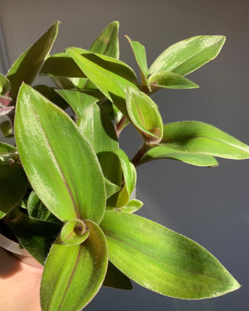 Tradescantia Cerinthoides Green Nanouk