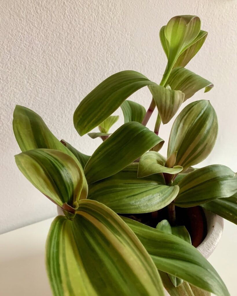 Tradescantia Cerinthoides Limelight