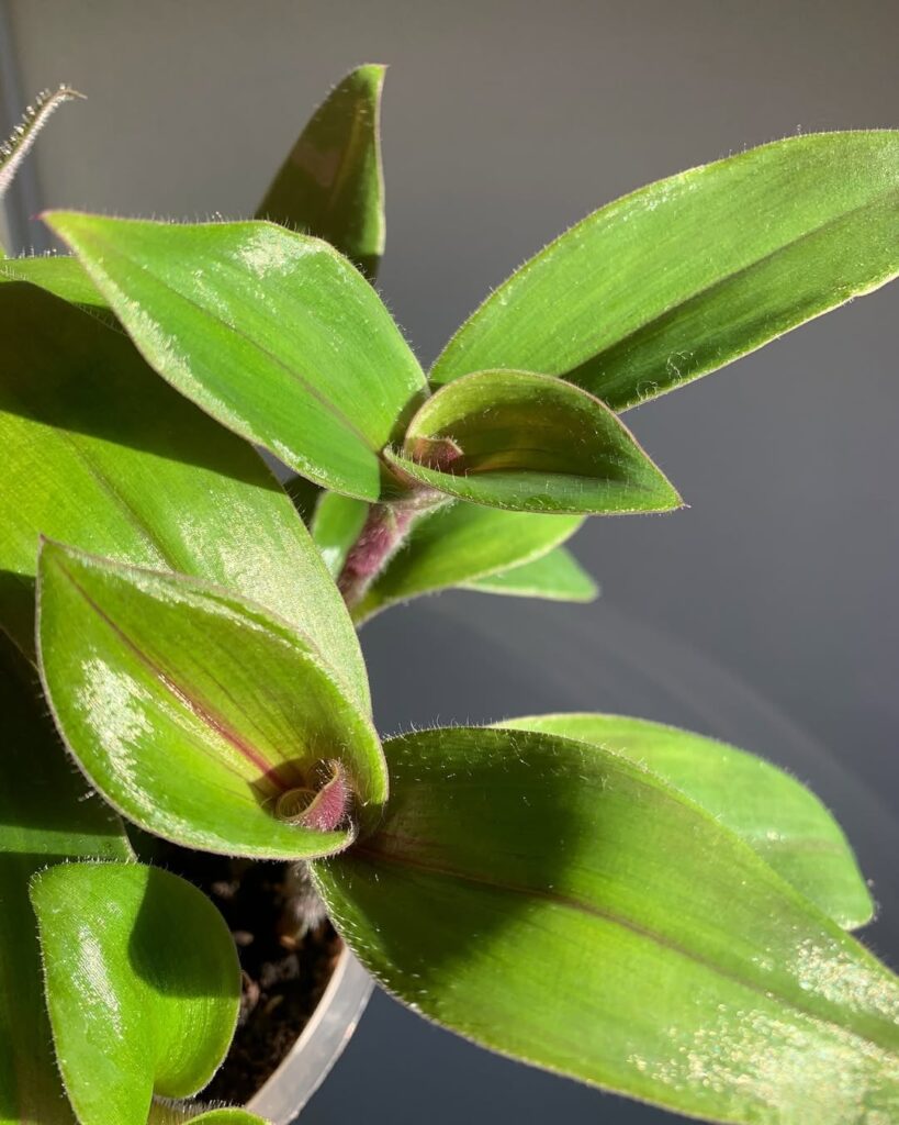 Tradescantia Cerinthoides Red Hill