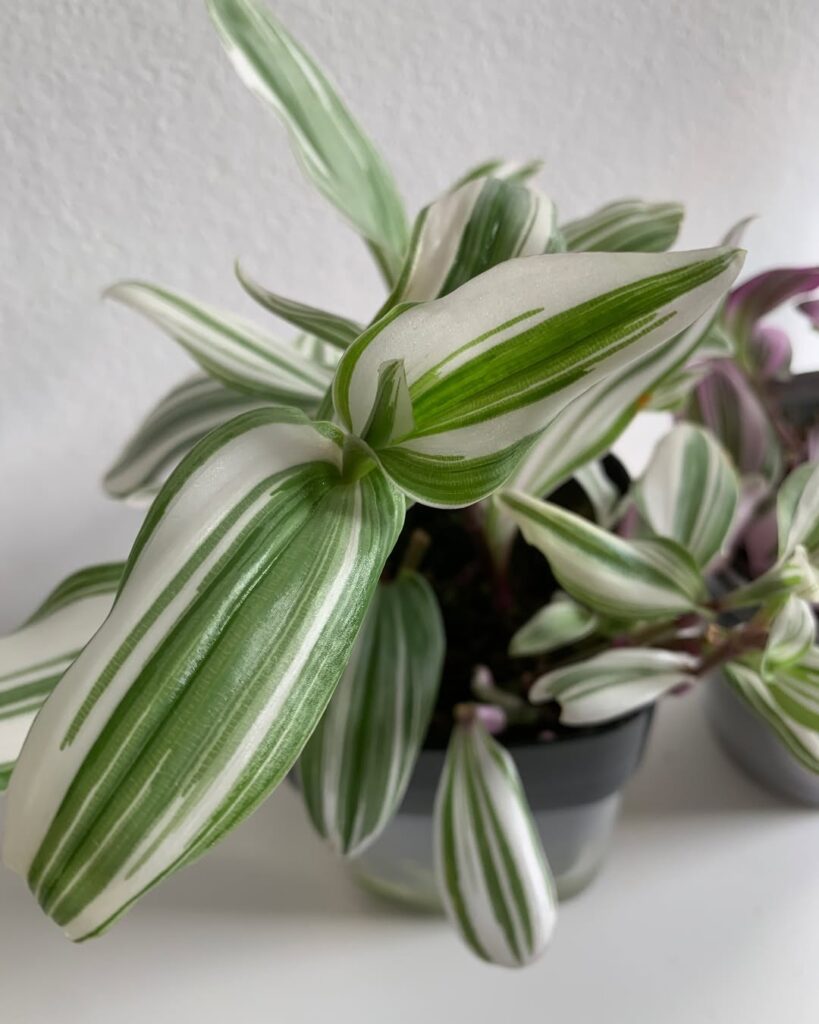 Tradescantia Cerinthoides White Nanouk