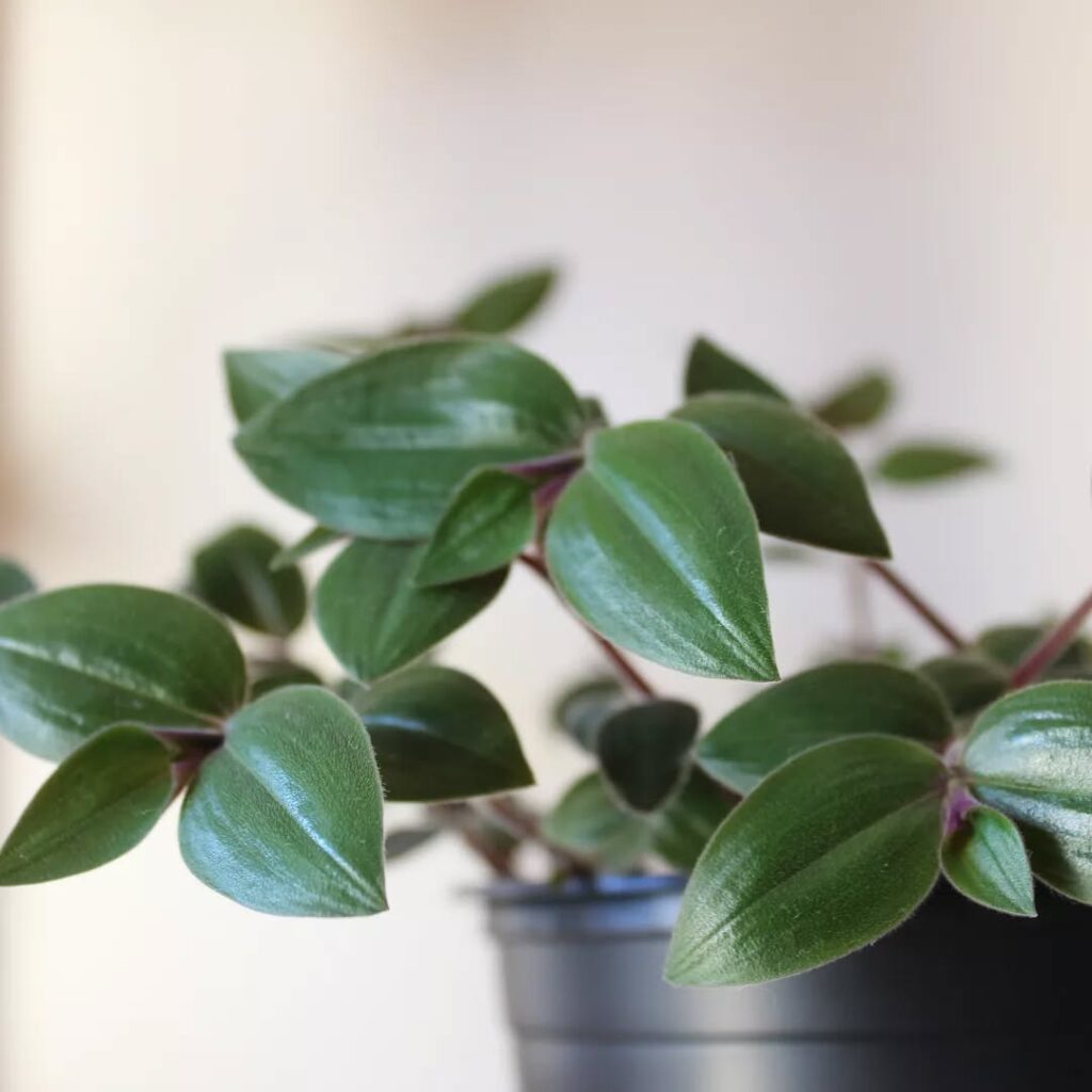 Tradescantia Chrysophylla